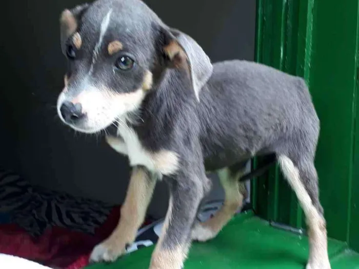 Cachorro ra a SRD idade 2 a 6 meses nome Flor