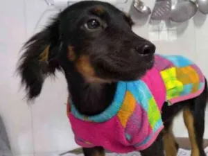 Cachorro raça SRD idade 2 a 6 meses nome Manu