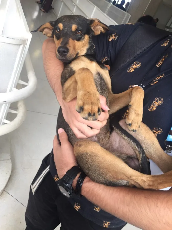 Cachorro ra a Vira-lata idade 2 a 6 meses nome Magrelinho