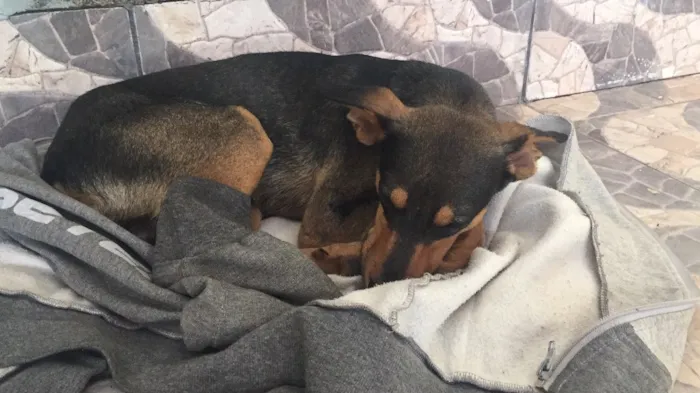 Cachorro ra a Vira-lata idade 2 a 6 meses nome Magrelinho