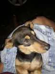 Magrelinho