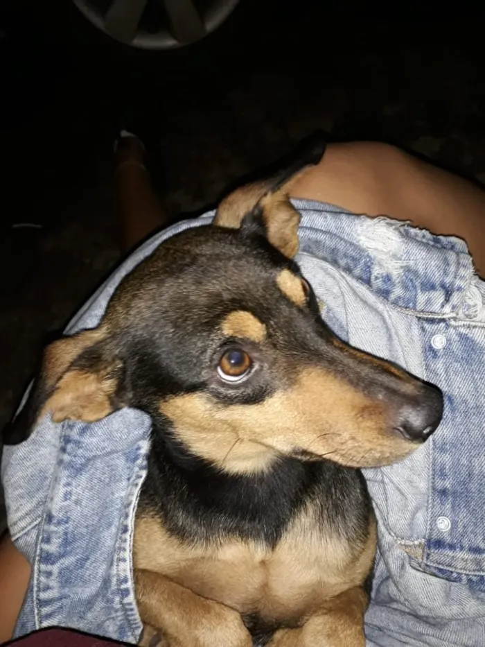 Cachorro ra a Vira-lata idade 2 a 6 meses nome Magrelinho
