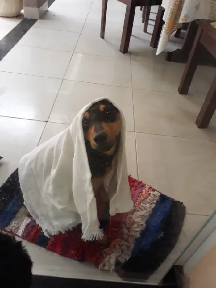Cachorro ra a Vira-lata idade 2 a 6 meses nome Magrelinho