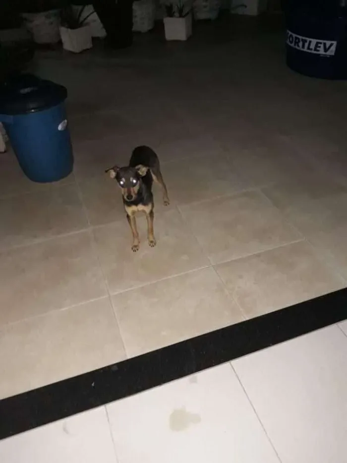 Cachorro ra a Vira-lata idade 2 a 6 meses nome Magrelinho
