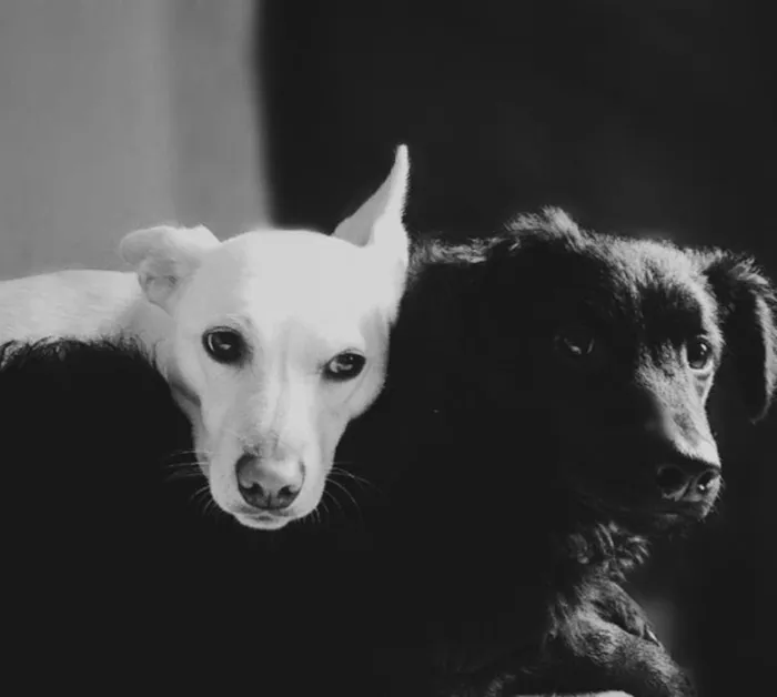 Cachorro raça Viralata  idade 4 anos nome Lana e apollo