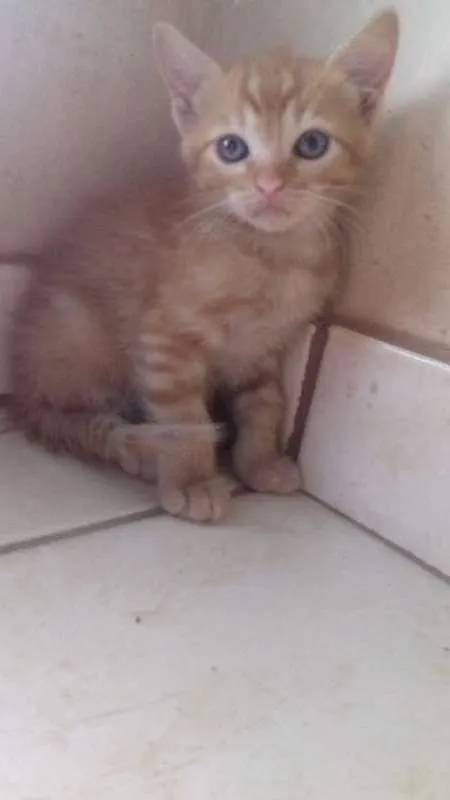 Gato ra a  idade 2 a 6 meses nome Sem nome