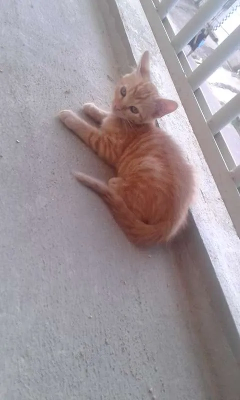 Gato ra a  idade 2 a 6 meses nome Sem nome