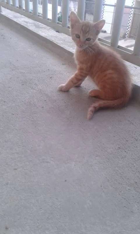 Gato ra a  idade 2 a 6 meses nome Sem nome