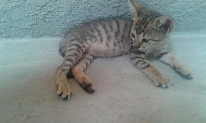 Gato ra a  idade 2 a 6 meses nome Sem nome