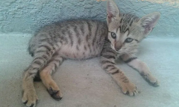 Gato ra a  idade 2 a 6 meses nome Sem nome
