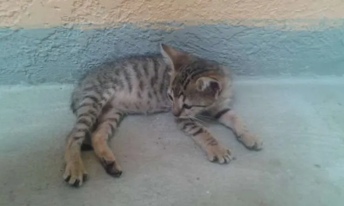 Gato ra a  idade 2 a 6 meses nome Sem nome