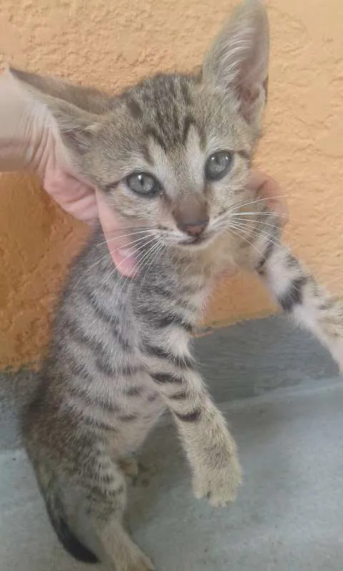 Gato ra a  idade 2 a 6 meses nome Sem nome