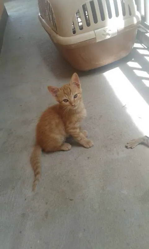 Gato ra a  idade 2 a 6 meses nome Sem nome