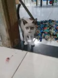 J.K
