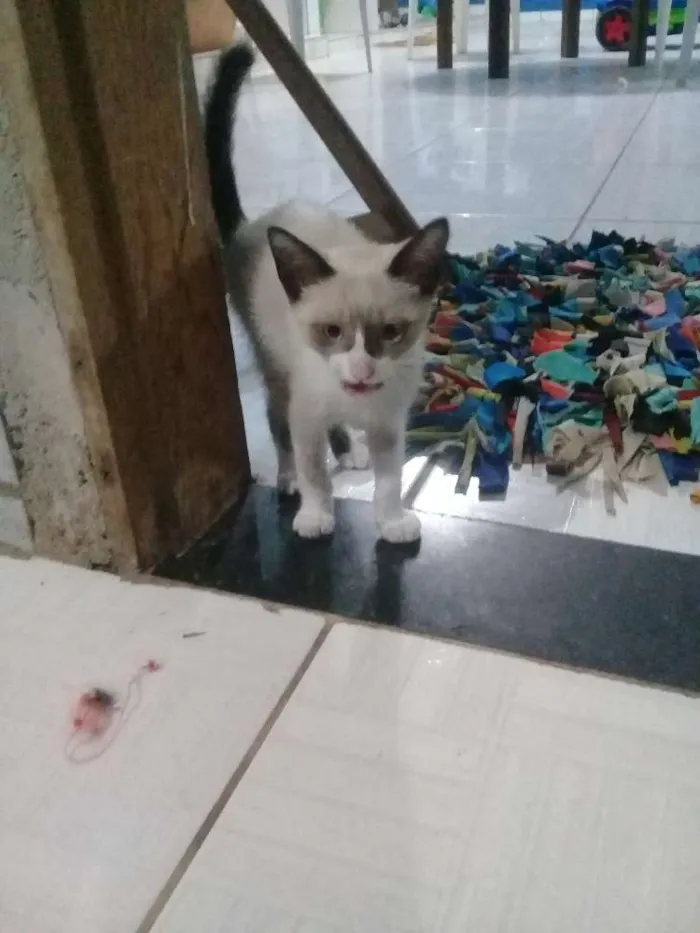 Gato raça siamês  idade 2 a 6 meses nome J.K
