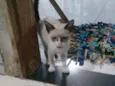 J.K