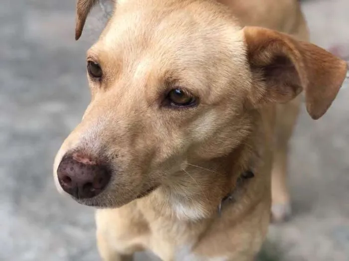 Cachorro ra a SRD idade 1 ano nome Amarelo