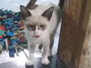 Gato raça siamês  idade 2 a 6 meses nome J.K