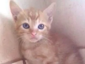 Gato raça  idade 2 a 6 meses nome Sem nome