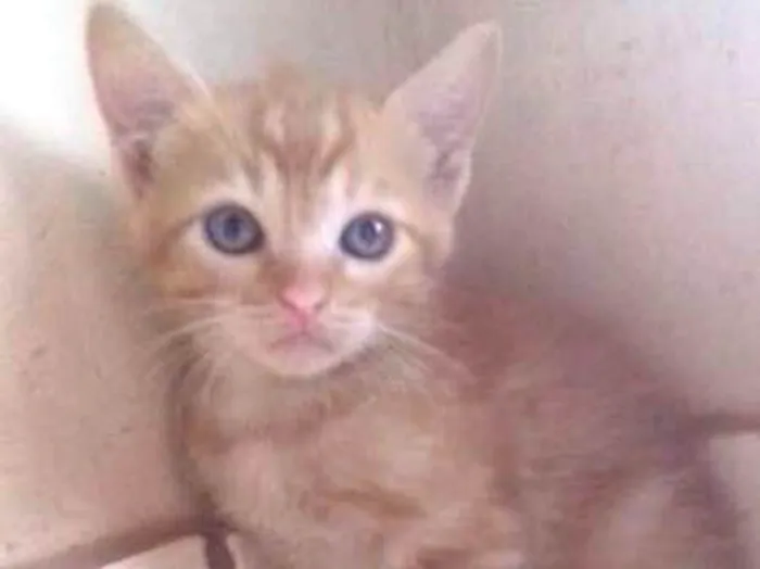 Gato ra a  idade 2 a 6 meses nome Sem nome