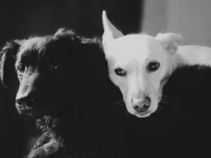 Cachorro raça Viralata  idade 4 anos nome Lana e apollo