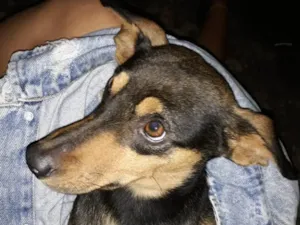 Cachorro raça Vira-lata idade 2 a 6 meses nome Magrelinho