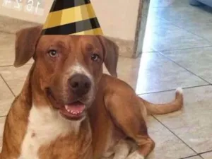 Cachorro raça SRD idade 3 anos nome THOR