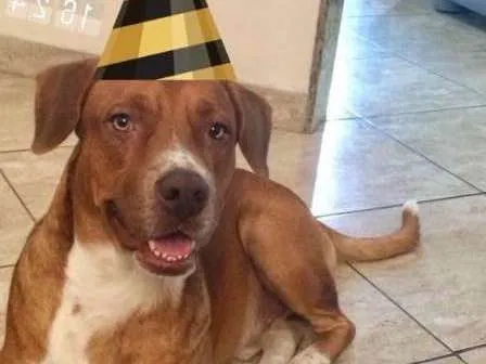 Cachorro ra a SRD idade 3 anos nome THOR