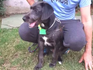 Cachorro raça SRD idade 2 anos nome FRED