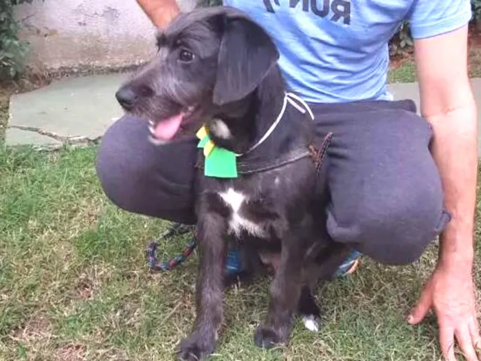 Cachorro ra a SRD idade 2 anos nome FRED