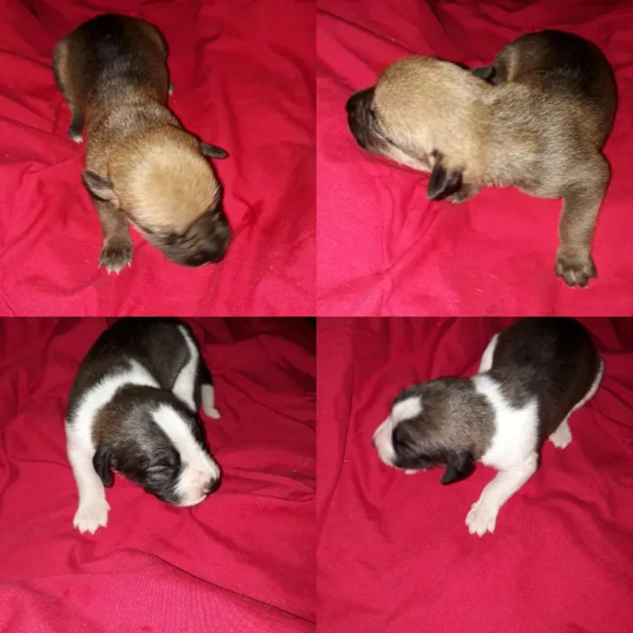 Cachorro ra a Vira lata  idade Abaixo de 2 meses nome Filhotes  de cachorr