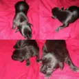 Filhotes  de cachorr