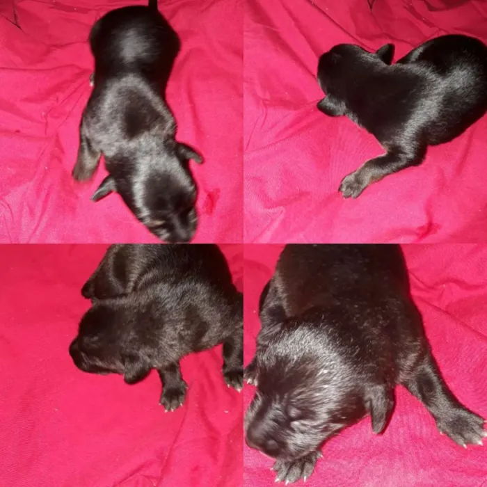 Cachorro ra a Vira lata  idade Abaixo de 2 meses nome Filhotes  de cachorr