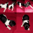 Filhotes  de cachorr