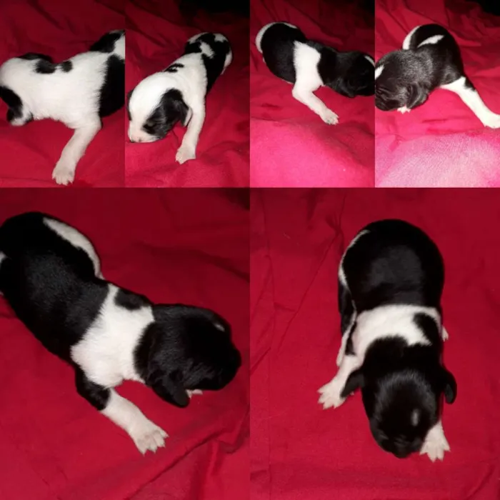 Cachorro ra a Vira lata  idade Abaixo de 2 meses nome Filhotes  de cachorr
