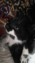 Gatinhos para adoção