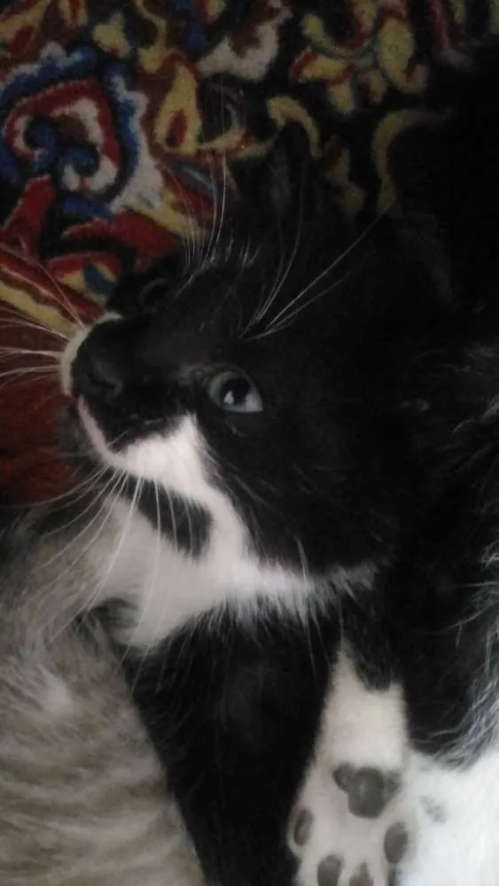 Gato ra a Sem raça definida idade Abaixo de 2 meses nome Gatinhos para adoção