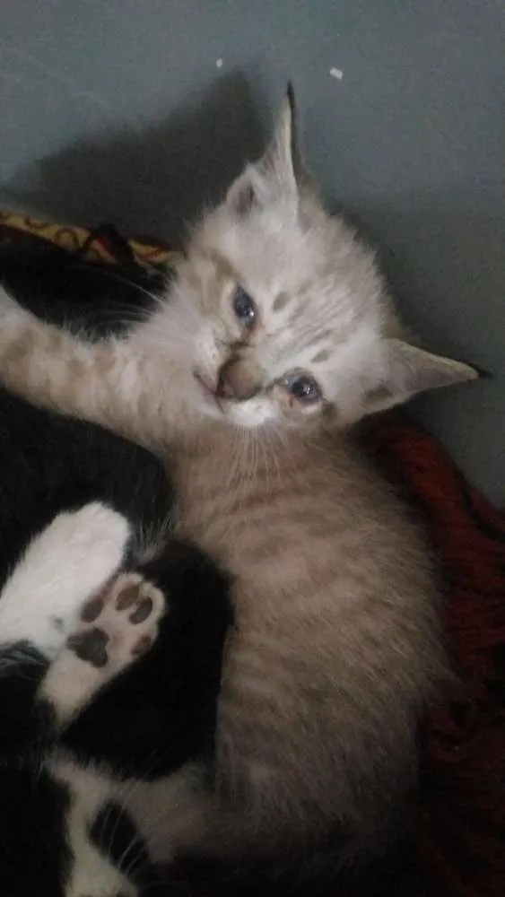Gato ra a Sem raça definida idade Abaixo de 2 meses nome Gatinhos para adoção