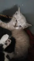 Gatinhos para adoção