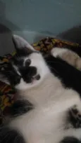 Gatinhos para adoção