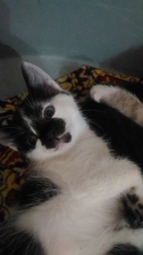 Gato ra a Sem raça definida idade Abaixo de 2 meses nome Gatinhos para adoção