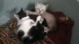 Gatinhos para adoção