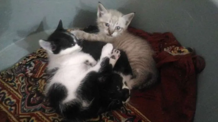 Gato ra a Sem raça definida idade Abaixo de 2 meses nome Gatinhos para adoção