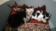 Gatinhos para adoção