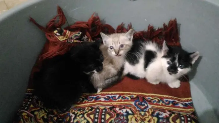 Gato ra a Sem raça definida idade Abaixo de 2 meses nome Gatinhos para adoção