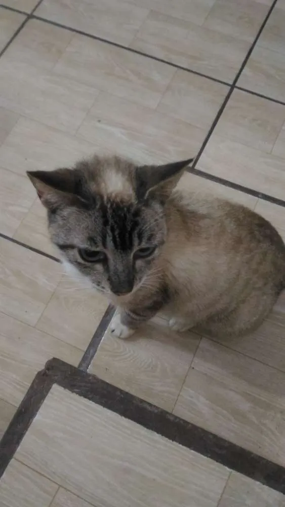 Gato ra a Sem raça definida idade 1 ano nome Gata resgatada