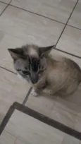 Gata resgatada