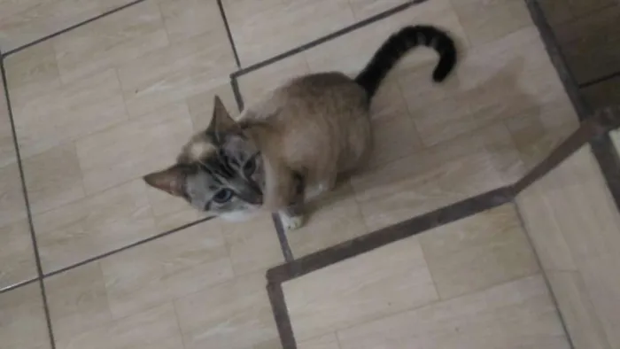 Gato ra a Sem raça definida idade 1 ano nome Gata resgatada