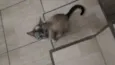 Gata resgatada