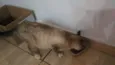 Gata resgatada